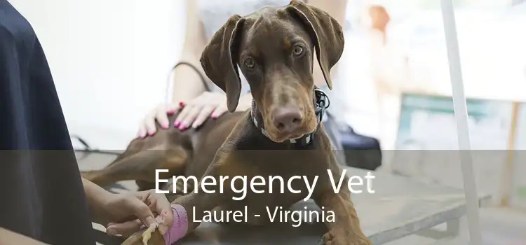 Emergency Vet Laurel - Virginia