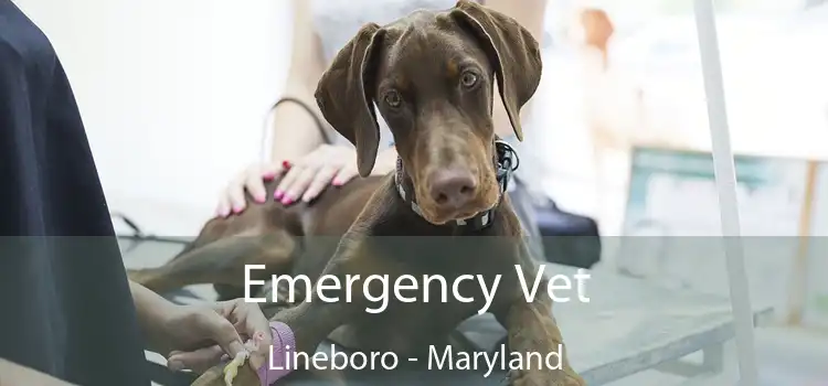 Emergency Vet Lineboro - Maryland