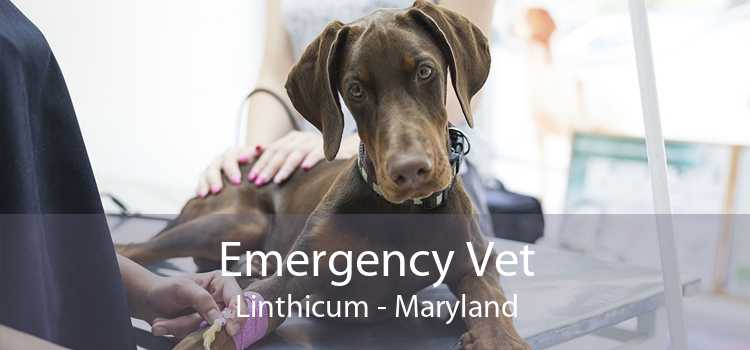 Emergency Vet Linthicum - Maryland
