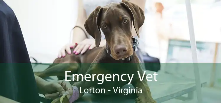 Emergency Vet Lorton - Virginia