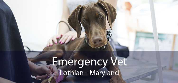 Emergency Vet Lothian - Maryland