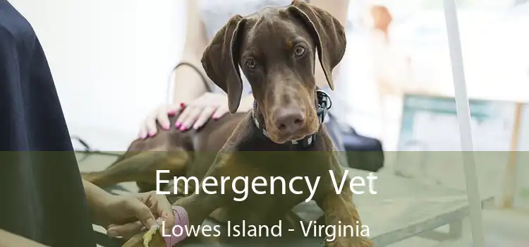 Emergency Vet Lowes Island - Virginia