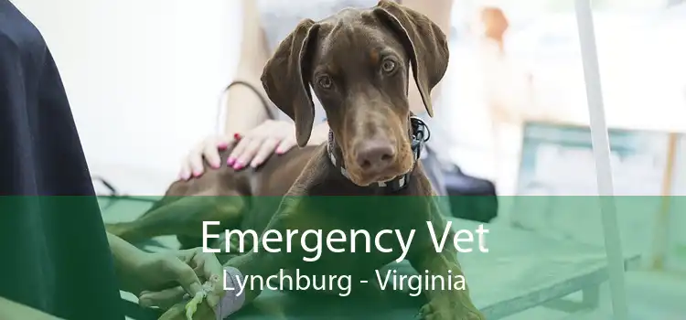 Emergency Vet Lynchburg - Virginia