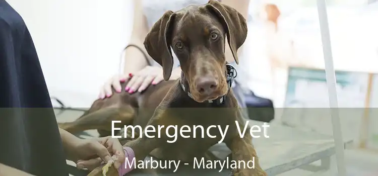 Emergency Vet Marbury - Maryland