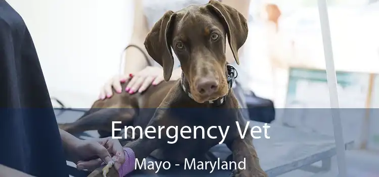 Emergency Vet Mayo - Maryland