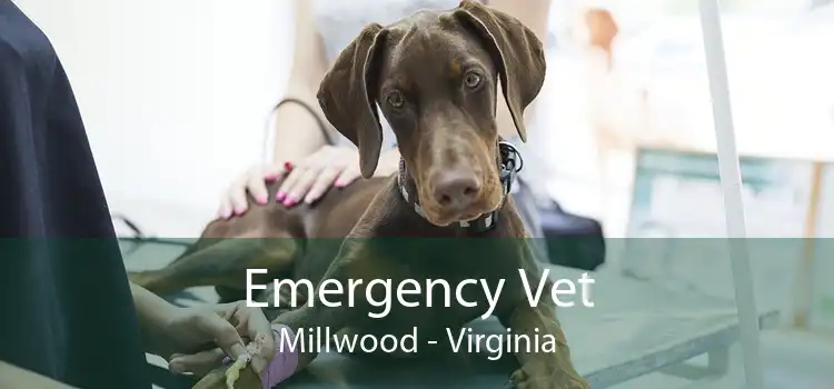Emergency Vet Millwood - Virginia