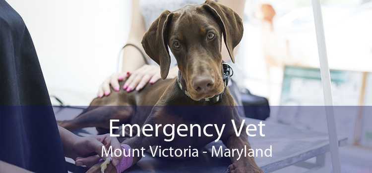 Emergency Vet Mount Victoria - Maryland