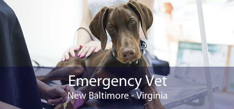 Emergency Vet New Baltimore - Virginia