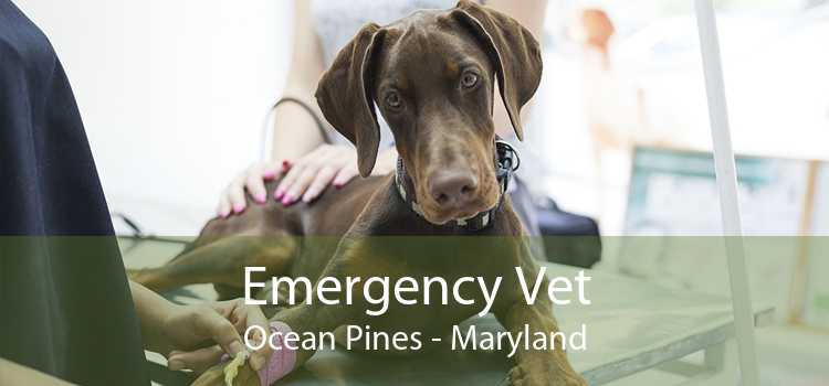 Emergency Vet Ocean Pines - Maryland