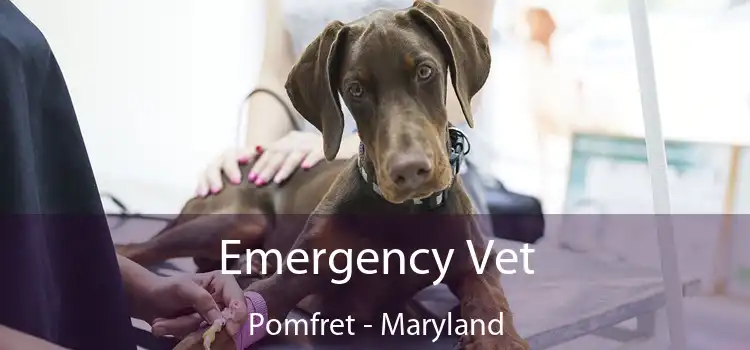 Emergency Vet Pomfret - Maryland