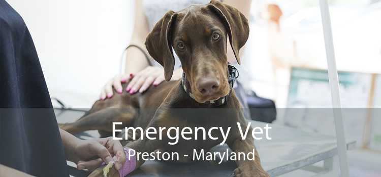 Emergency Vet Preston - Maryland