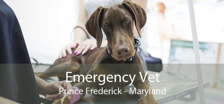 Emergency Vet Prince Frederick - Maryland