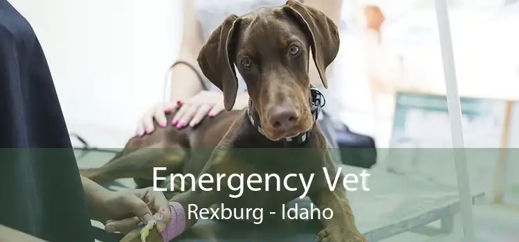 Emergency Vet Rexburg - Idaho