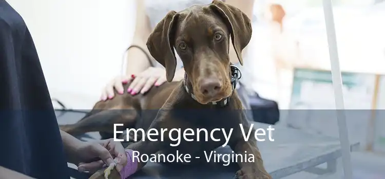 Emergency Vet Roanoke - Virginia