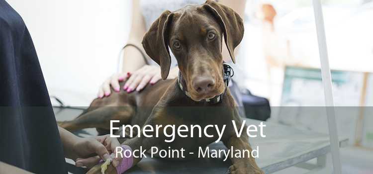 Emergency Vet Rock Point - Maryland