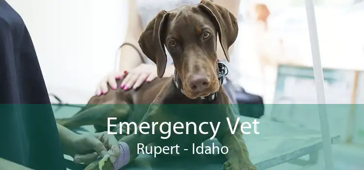 Emergency Vet Rupert - Idaho