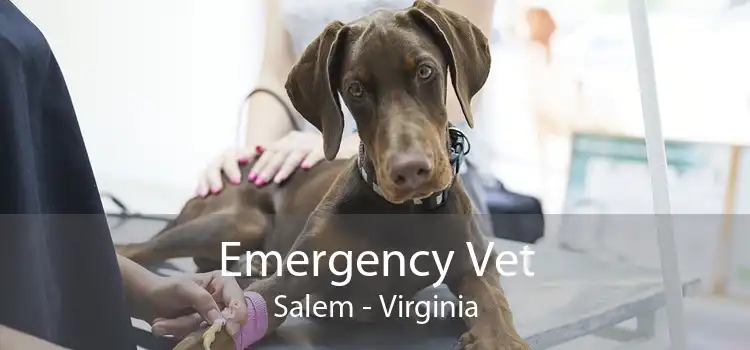 Emergency Vet Salem - Virginia