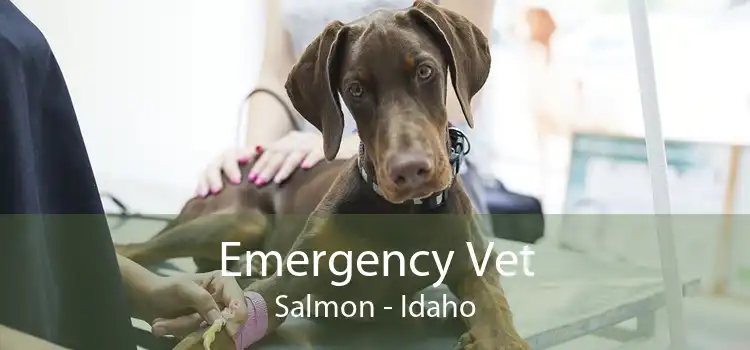 Emergency Vet Salmon - Idaho