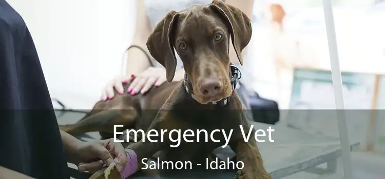 Emergency Vet Salmon - Idaho