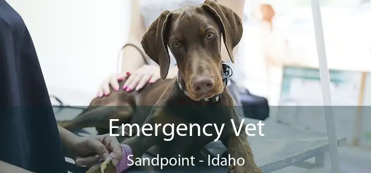 Emergency Vet Sandpoint - Idaho