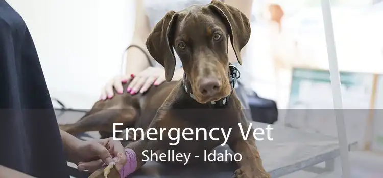Emergency Vet Shelley - Idaho