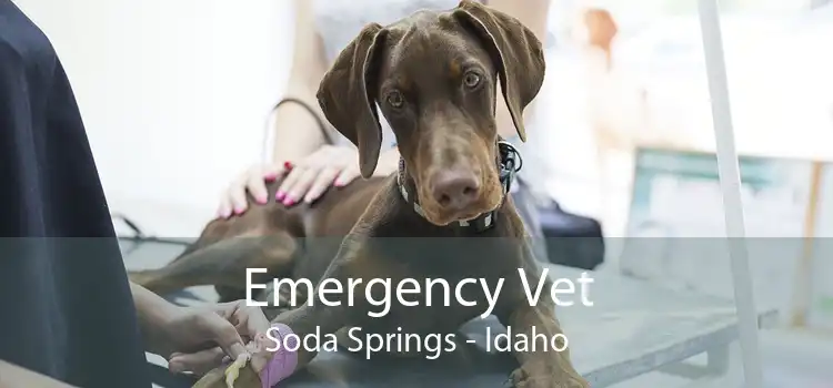 Emergency Vet Soda Springs - Idaho