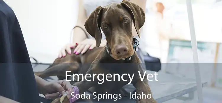 Emergency Vet Soda Springs - Idaho