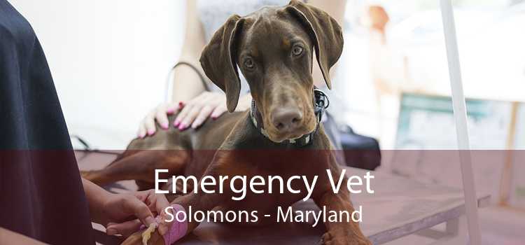 Emergency Vet Solomons - Maryland