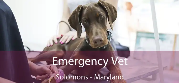 Emergency Vet Solomons - Maryland