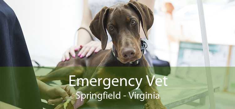 Emergency Vet Springfield - Virginia