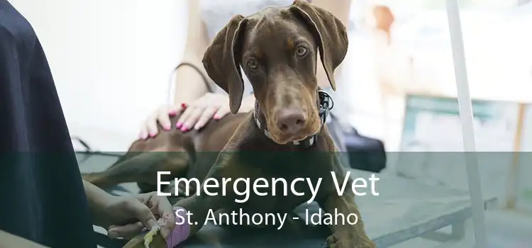 Emergency Vet St. Anthony - Idaho