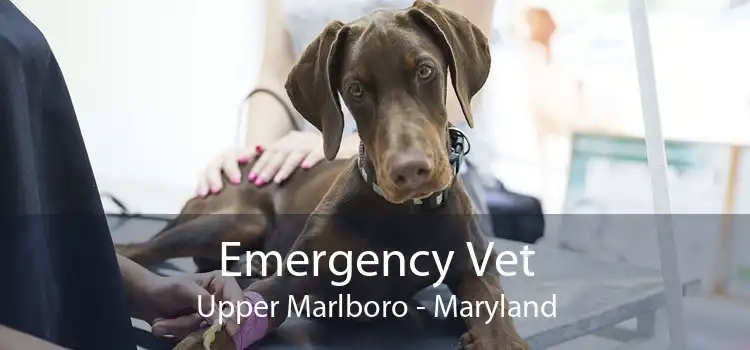 Emergency Vet Upper Marlboro - Maryland