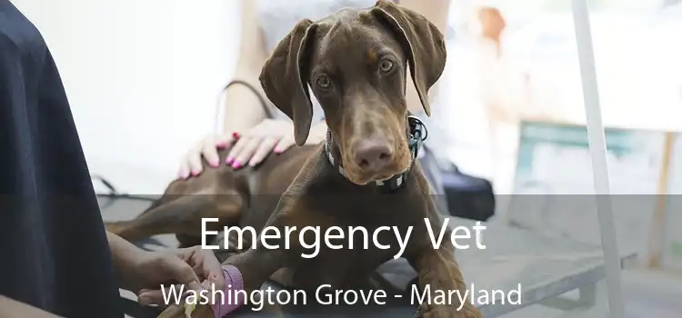 Emergency Vet Washington Grove - Maryland