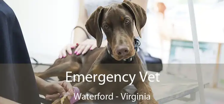 Emergency Vet Waterford - Virginia