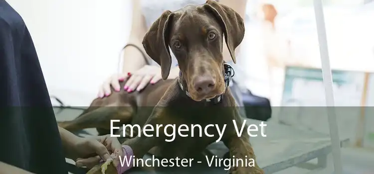 Emergency Vet Winchester - Virginia