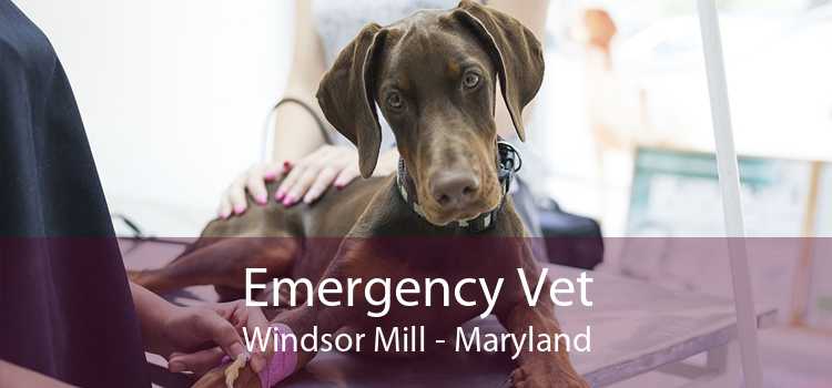 Emergency Vet Windsor Mill - Maryland
