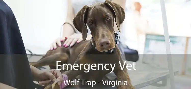 Emergency Vet Wolf Trap - Virginia
