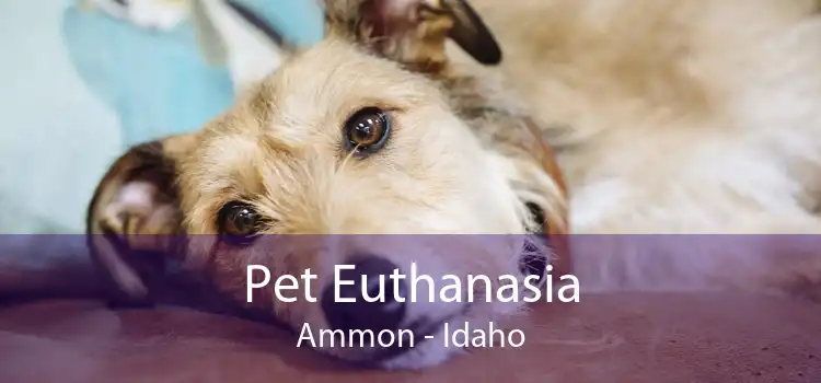 Pet Euthanasia Ammon - Idaho
