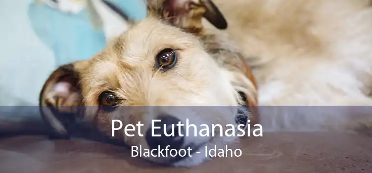 Pet Euthanasia Blackfoot - Idaho