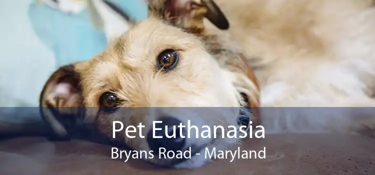 Pet Euthanasia Bryans Road - Maryland