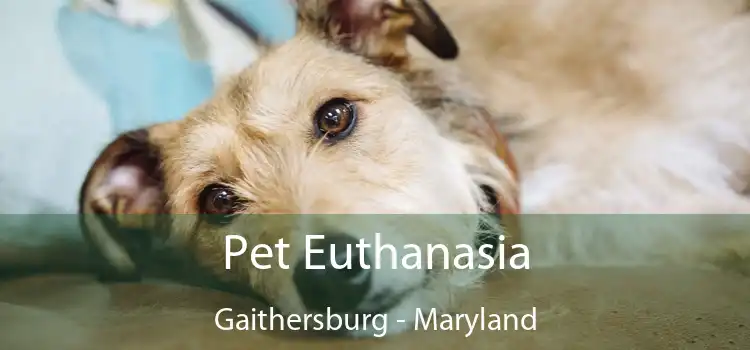 Pet Euthanasia Gaithersburg - Maryland
