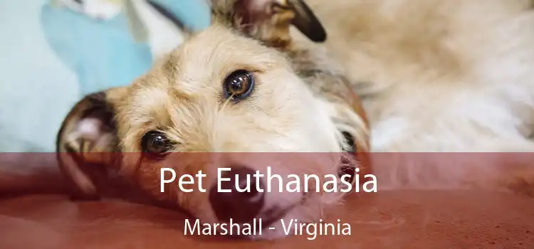Pet Euthanasia Marshall - Virginia