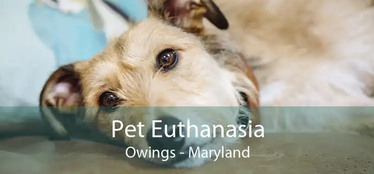 Pet Euthanasia Owings - Maryland