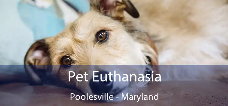 Pet Euthanasia Poolesville - Maryland