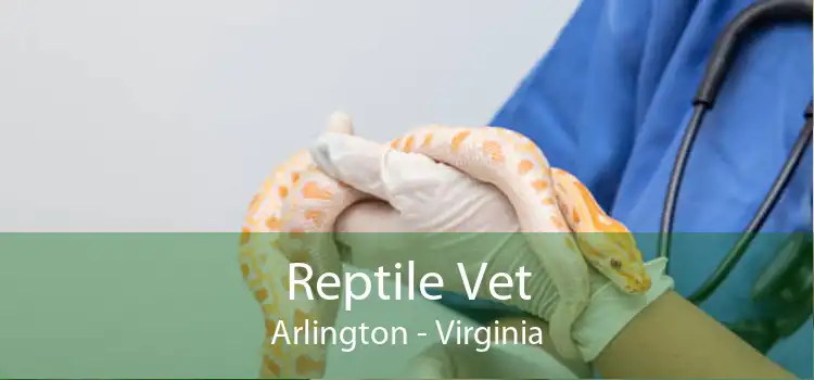 Reptile Vet Arlington - Virginia