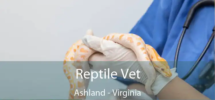 Reptile Vet Ashland - Virginia