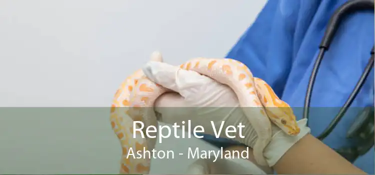 Reptile Vet Ashton - Maryland