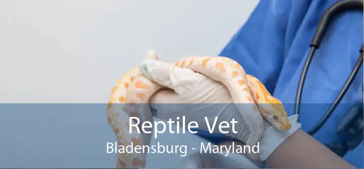 Reptile Vet Bladensburg - Maryland
