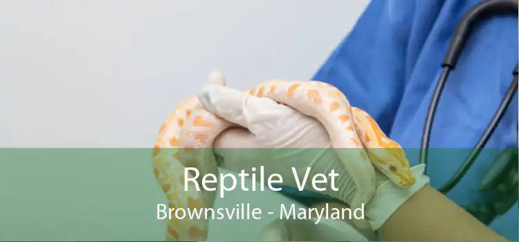Reptile Vet Brownsville - Maryland