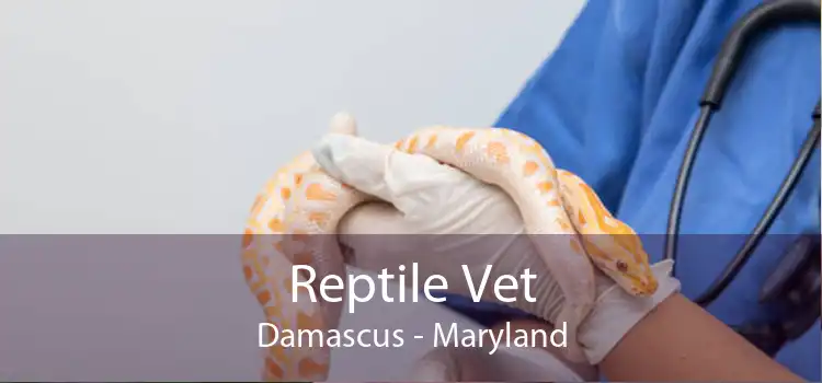 Reptile Vet Damascus - Maryland